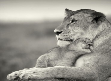 lions-love